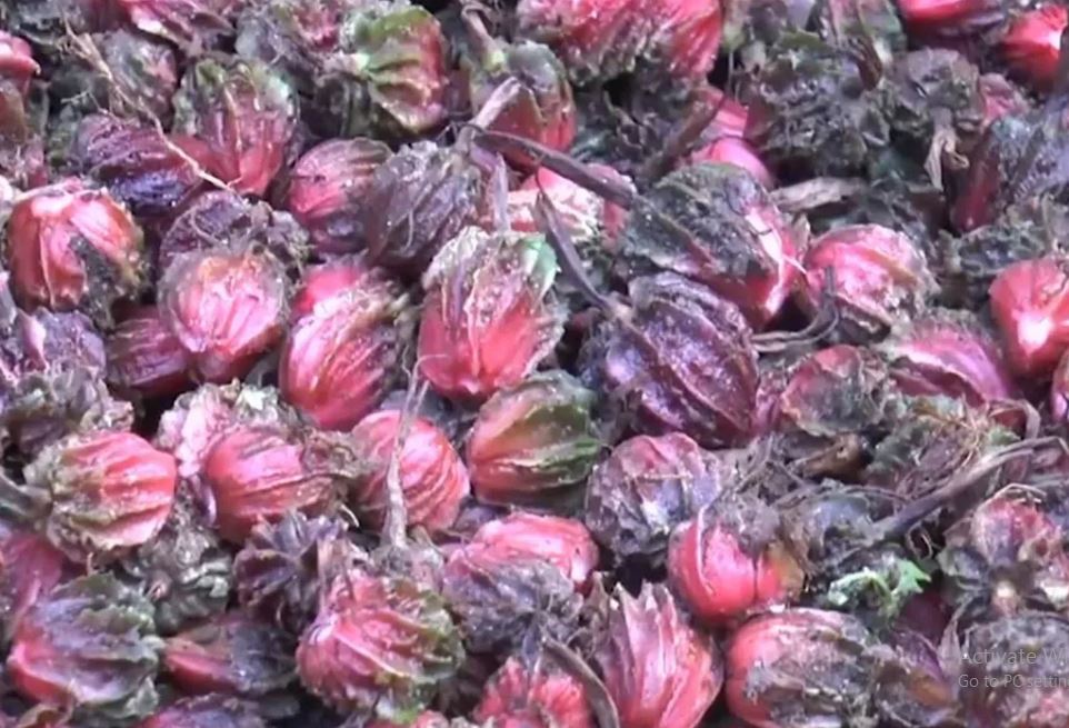 अलैँची बजारको मूल्यमा उत्साह